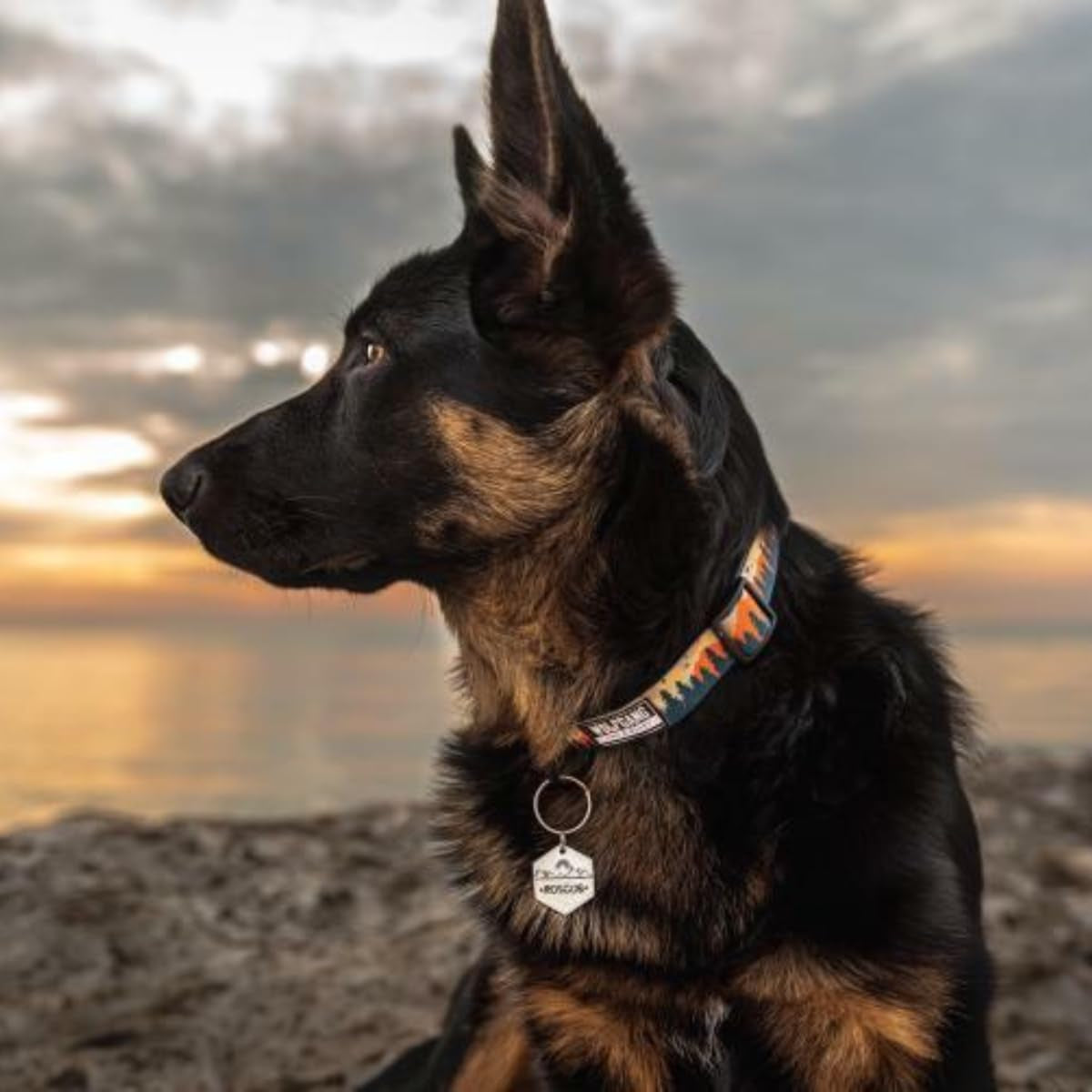 Wolfgang Heavy Duty, Adjustable Dog Collar with Quick Release Nylon Buckle for Walking & Training, Overland Print, Medium