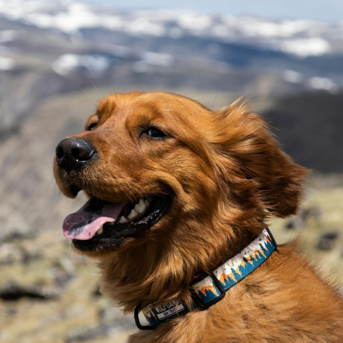 Wolfgang Heavy Duty, Adjustable Dog Collar with Quick Release Nylon Buckle for Walking & Training, Overland Print, Medium