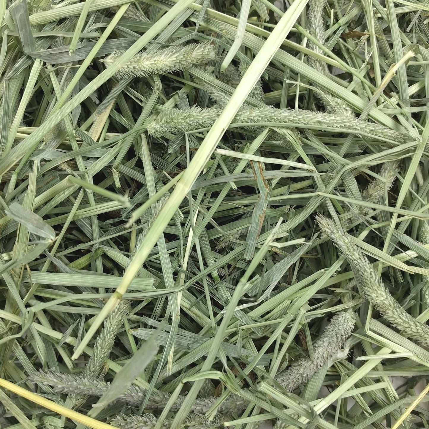 Animal Health Western Timothy Hay, Guinea Pig Hay, Small Pet Bunny Supplies, All Natural Grass for Guinea Pig, Bunny, Chinchilla & Hamster, Rabbit Supplies for Bunnies, 9 Lb Box