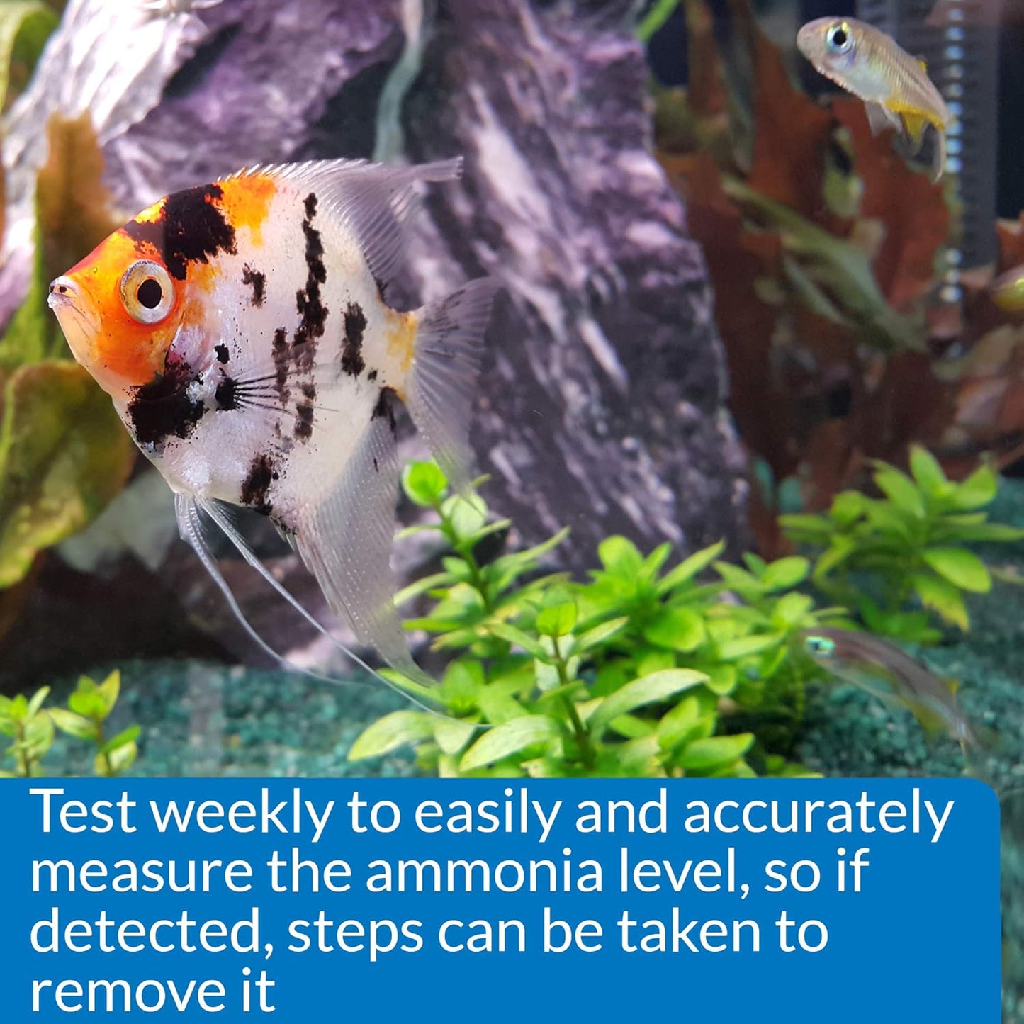 AMMONIA 130-Test Freshwater and Saltwater Aquarium Water Test Kit