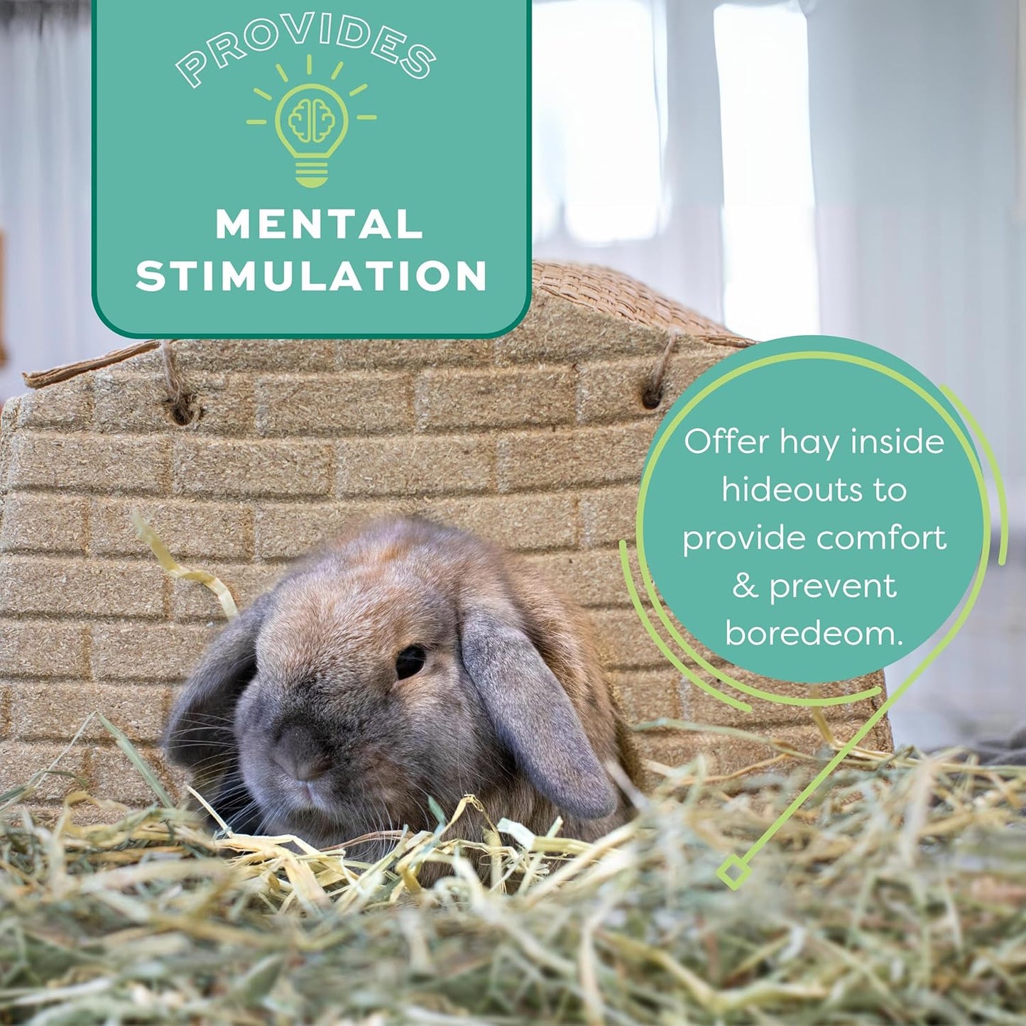 Animal Health Western Timothy Hay, Guinea Pig Hay, Small Pet Bunny Supplies, All Natural Grass for Guinea Pig, Bunny, Chinchilla & Hamster, Rabbit Supplies for Bunnies, 9 Lb Box