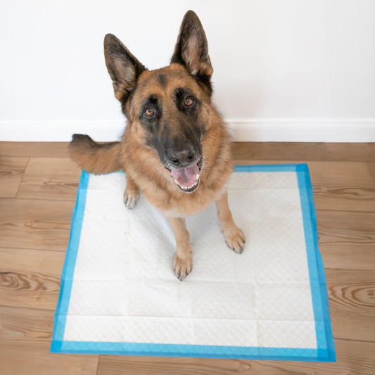 100524768 75-Count Wee-Wee Dog Training Pads, X-Large