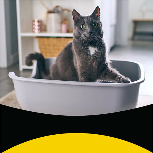 Purina  Tidy Max Clumping Cat Litter, Lightweight, Odor Control 24/7, 17 Lb. Box
